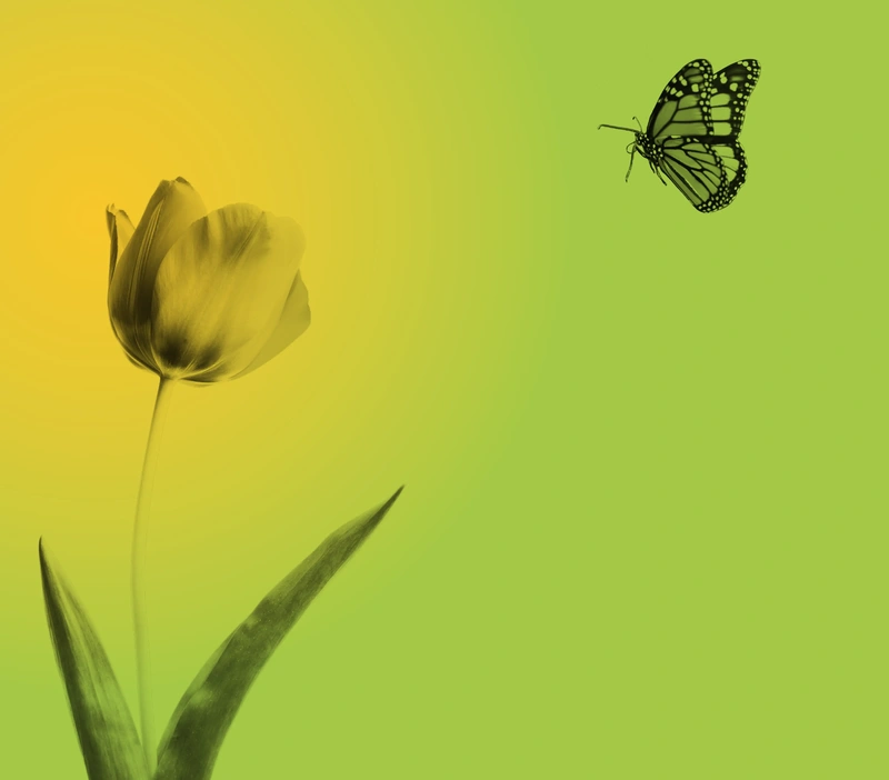 Eine Blume und ein Schmetterling